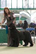 Int. Ch., Lux. Ch., Belg. Ch. Ch. New Angels Million Dollar Baby, JW