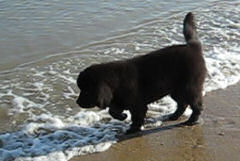 A puppy checking out the sea for the first time