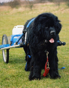 A Newfoundland in harness doing draught work