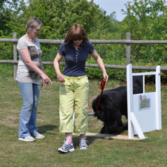 A Newfoundland carrying out an obedience exercise